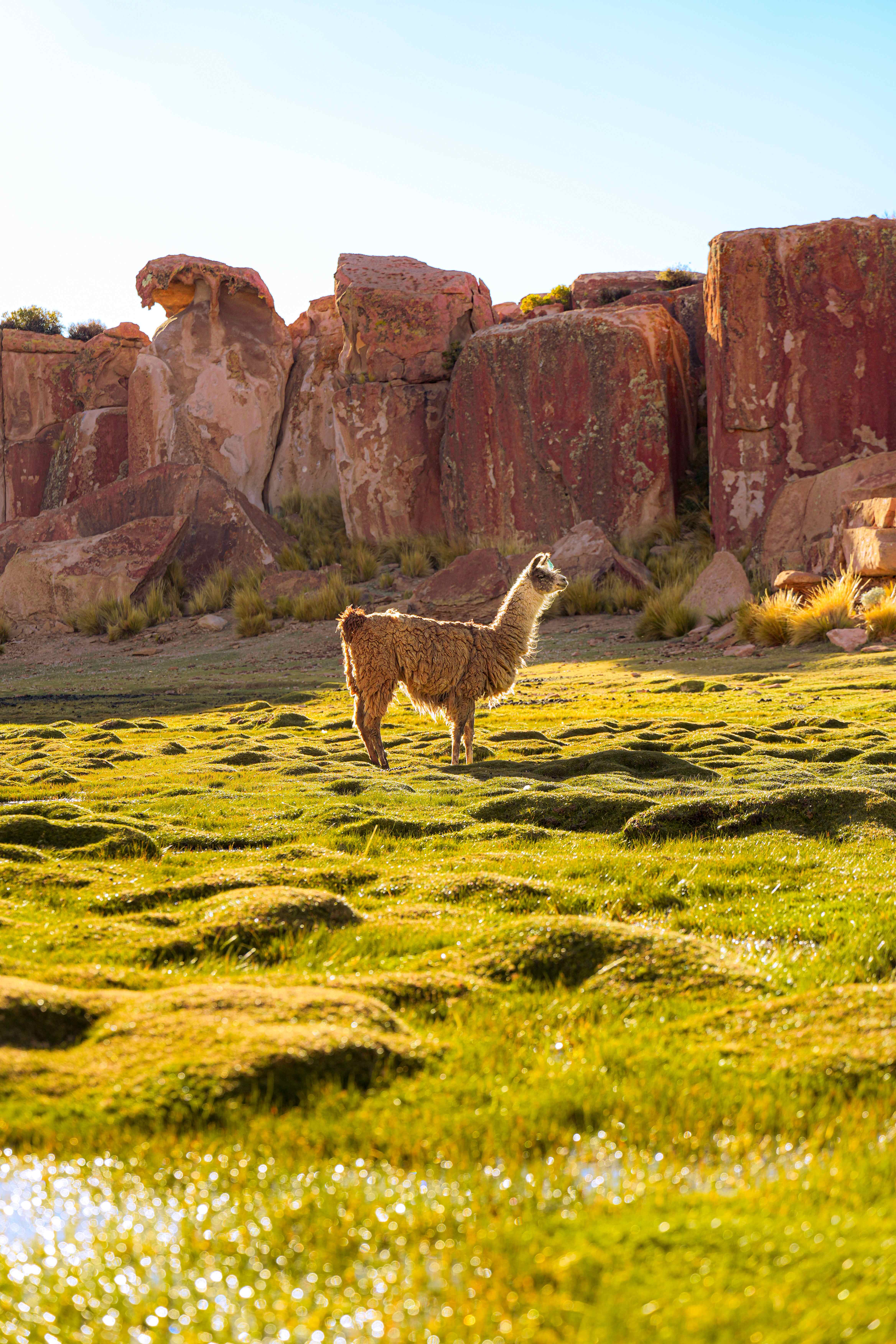 Llama en el altiplano con montañas al fondo.